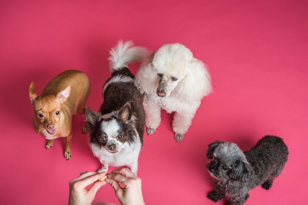 Four small dogs of different breeds wait for a treat from their mom. Are you a Pet Lover?