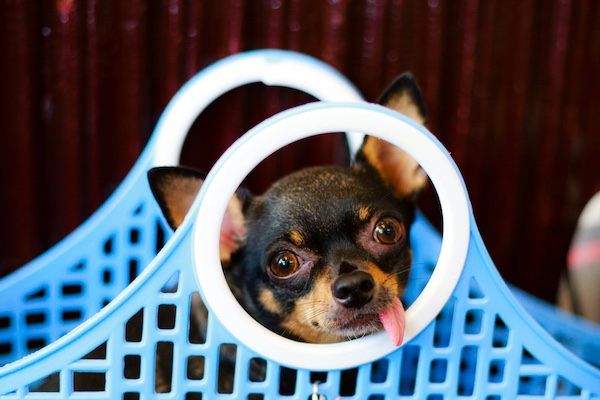 Are you a Pet Lover?Chihuahua in a blue and white plastic tote basket with his tongue hanging out.
