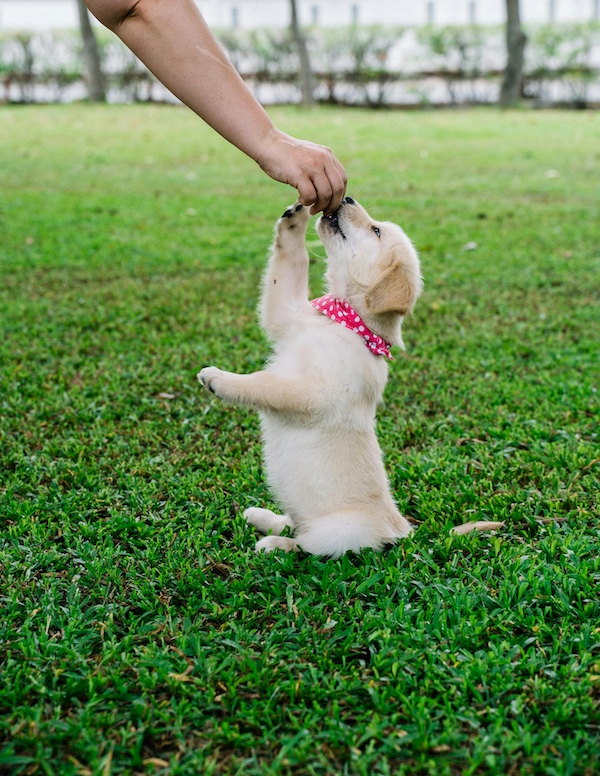Are you a Pet Lover? Puppy sitting on his butt getting a treat.