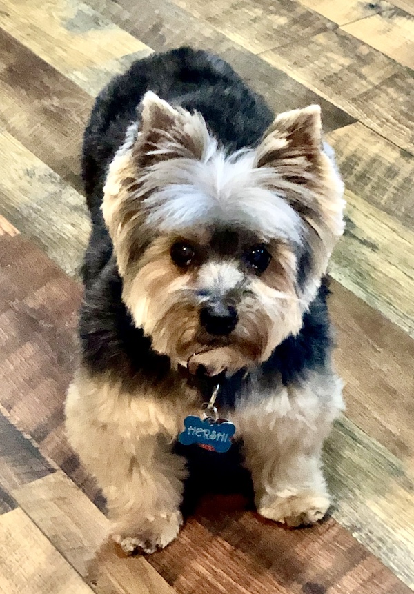Are you a Pet Lover?